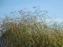 Ruten Hirse 'Prairie Sky' -Günstiges Erd Seele Geschäft ruten hirse prairie sky m059829 w 7