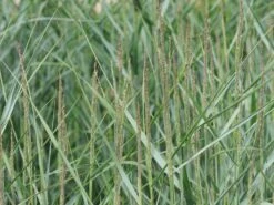 Ruten Hirse 'Prairie Sky' -Günstiges Erd Seele Geschäft ruten hirse prairie sky m059829 w 9