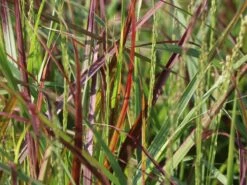 Ruten-Hirse 'Rehbraun' 15 Ruten-Hirse 'Rehbraun' -Günstiges Erd Seele Geschäft ruten hirse rehbraun m059831 w 0