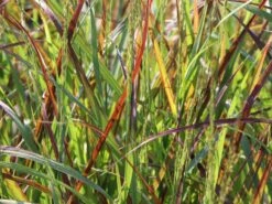 Ruten-Hirse 'Rehbraun' 11 Ruten-Hirse 'Rehbraun' -Günstiges Erd Seele Geschäft ruten hirse rehbraun m059831 w 1