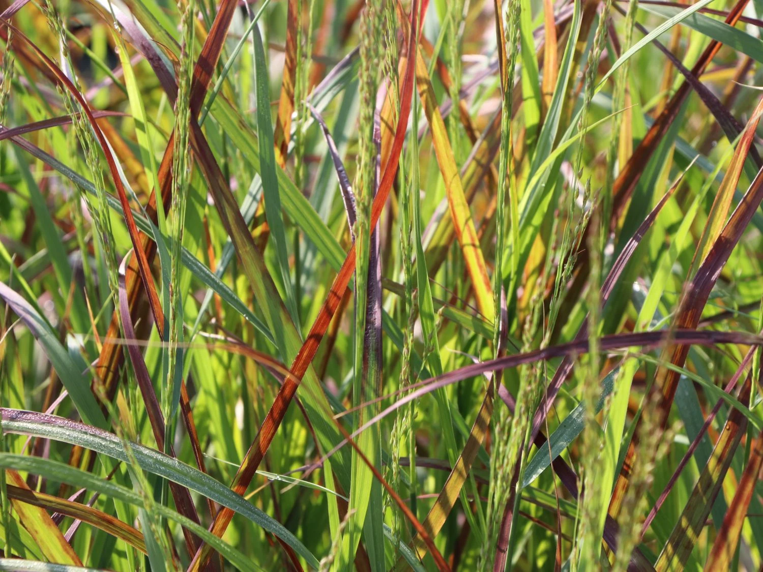 Ruten-Hirse 'Rehbraun' 5 Ruten-Hirse 'Rehbraun' – Bild 3