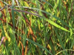 Ruten-Hirse 'Rehbraun' 10 Ruten-Hirse 'Rehbraun' -Günstiges Erd Seele Geschäft ruten hirse rehbraun m059831 w 2