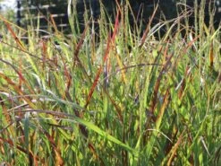 Ruten-Hirse 'Rehbraun' 13 Ruten-Hirse 'Rehbraun' -Günstiges Erd Seele Geschäft ruten hirse rehbraun m059831 w 3