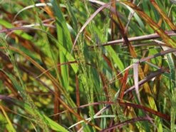 Ruten-Hirse 'Rehbraun' 12 Ruten-Hirse 'Rehbraun' -Günstiges Erd Seele Geschäft ruten hirse rehbraun m059831 w 4