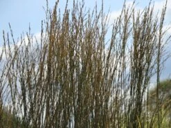 Ruten-Hirse 'Rehbraun' 14 Ruten-Hirse 'Rehbraun' -Günstiges Erd Seele Geschäft ruten hirse rehbraun m059831 w 5