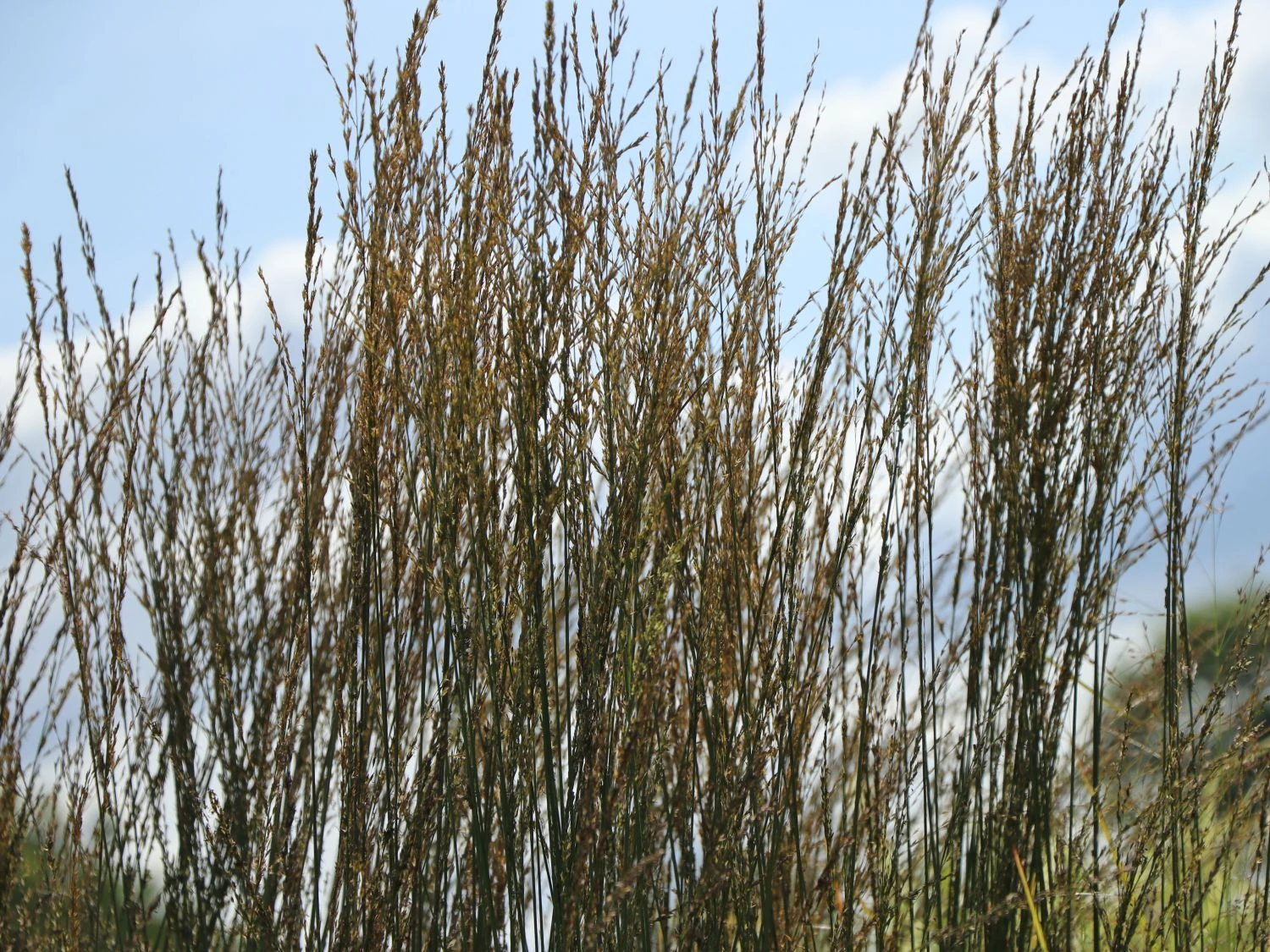 Ruten-Hirse 'Rehbraun' 8 Ruten-Hirse 'Rehbraun' – Bild 6