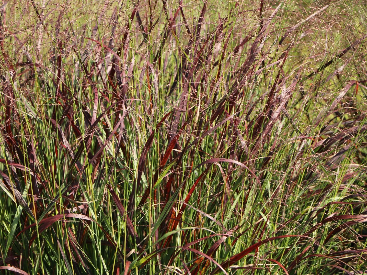 Ruten-Hirse 'Rotstrahlbusch' 3 Ruten-Hirse 'Rotstrahlbusch'