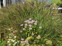 Ruten-Hirse 'Rotstrahlbusch' 19 Ruten-Hirse 'Rotstrahlbusch' -Günstiges Erd Seele Geschäft ruten hirse rotstrahlbusch m059833 w 0