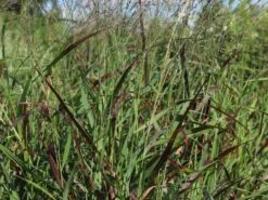 Ruten-Hirse 'Rotstrahlbusch' 15 Ruten-Hirse 'Rotstrahlbusch' -Günstiges Erd Seele Geschäft ruten hirse rotstrahlbusch m059833 w 1