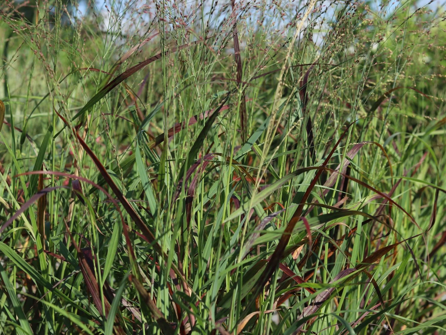 Ruten-Hirse 'Rotstrahlbusch' 6 Ruten-Hirse 'Rotstrahlbusch' – Bild 4