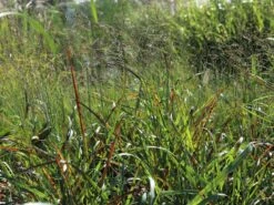 Ruten-Hirse 'Rotstrahlbusch' 20 Ruten-Hirse 'Rotstrahlbusch' -Günstiges Erd Seele Geschäft ruten hirse rotstrahlbusch m059833 w 2