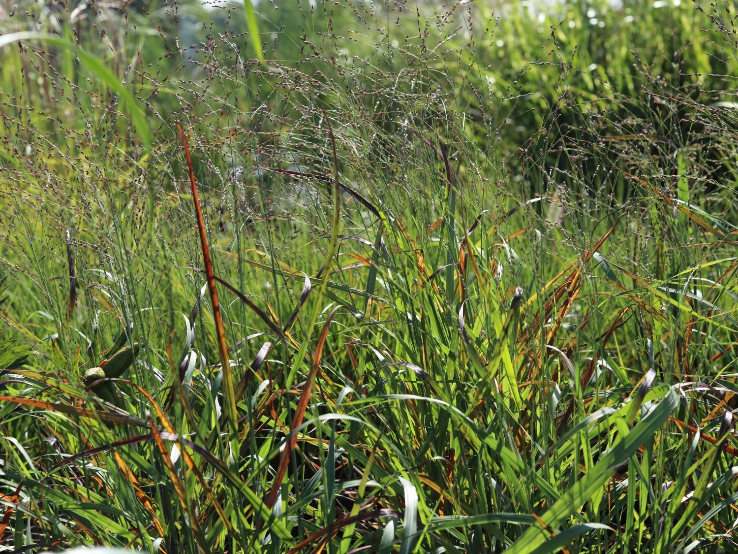 Ruten-Hirse 'Rotstrahlbusch' 11 Ruten-Hirse 'Rotstrahlbusch' – Bild 9