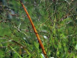 Ruten-Hirse 'Rotstrahlbusch' 17 Ruten-Hirse 'Rotstrahlbusch' -Günstiges Erd Seele Geschäft ruten hirse rotstrahlbusch m059833 w 3