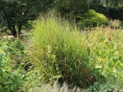 Ruten-Hirse 'Rotstrahlbusch' 18 Ruten-Hirse 'Rotstrahlbusch' -Günstiges Erd Seele Geschäft ruten hirse rotstrahlbusch m059833 w 4