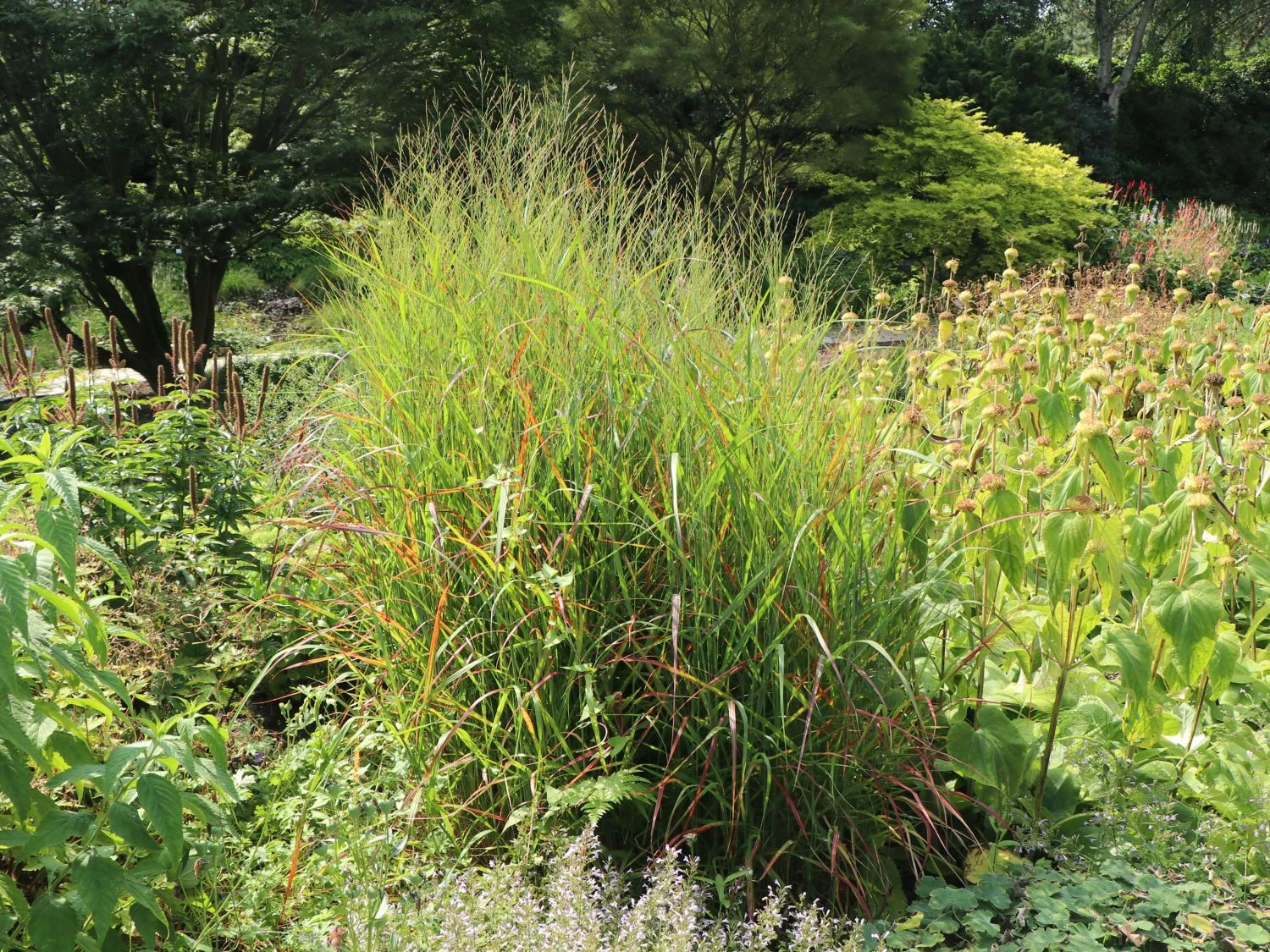 Ruten-Hirse 'Rotstrahlbusch' 9 Ruten-Hirse 'Rotstrahlbusch' – Bild 7