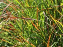 Ruten-Hirse 'Rotstrahlbusch' 14 Ruten-Hirse 'Rotstrahlbusch' -Günstiges Erd Seele Geschäft ruten hirse rotstrahlbusch m059833 w 5