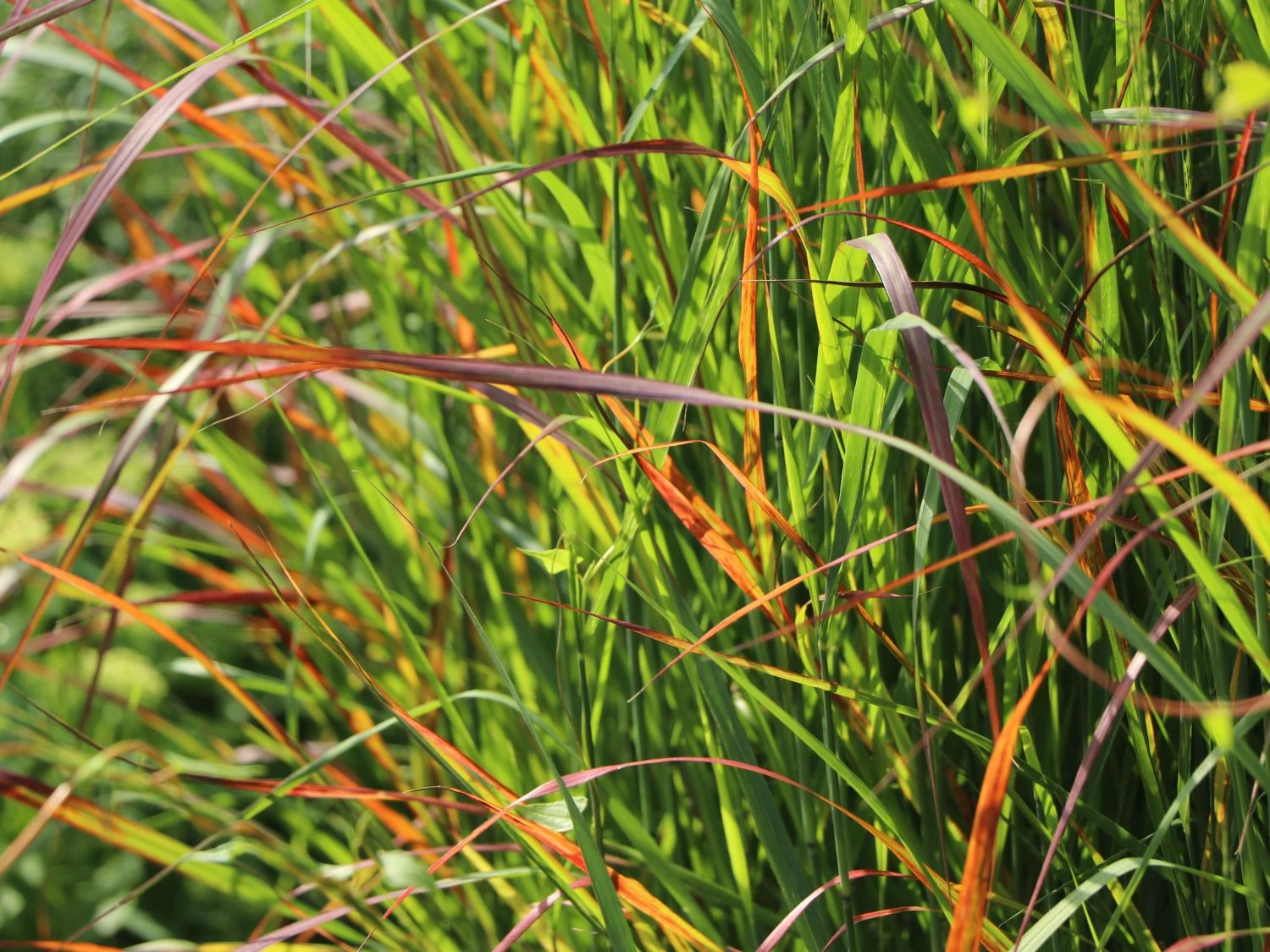 Ruten-Hirse 'Rotstrahlbusch' 5 Ruten-Hirse 'Rotstrahlbusch' – Bild 3
