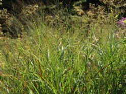 Ruten-Hirse 'Rotstrahlbusch' 13 Ruten-Hirse 'Rotstrahlbusch' -Günstiges Erd Seele Geschäft ruten hirse rotstrahlbusch m059833 w 6