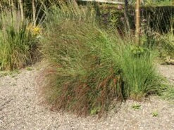 Ruten-Hirse 'Rotstrahlbusch' 16 Ruten-Hirse 'Rotstrahlbusch' -Günstiges Erd Seele Geschäft ruten hirse rotstrahlbusch m059833 w 7