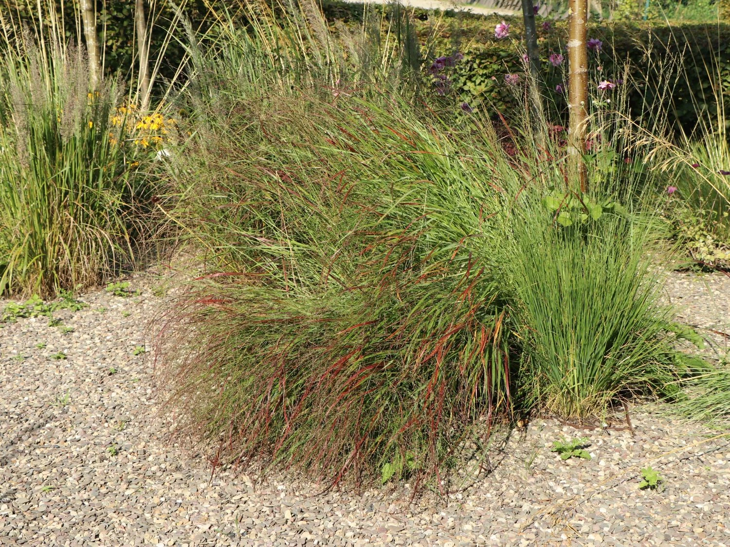 Ruten-Hirse 'Rotstrahlbusch' 7 Ruten-Hirse 'Rotstrahlbusch' – Bild 5