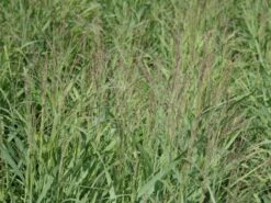 Ruten-Hirse 'Shenandoah' -Günstiges Erd Seele Geschäft ruten hirse shenandoah m059835 w 0