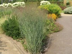 Ruten-Hirse 'Shenandoah' -Günstiges Erd Seele Geschäft ruten hirse shenandoah m059835 w 1