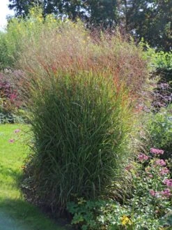 Ruten-Hirse 'Shenandoah' -Günstiges Erd Seele Geschäft ruten hirse shenandoah m059835 w 2