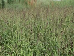 Ruten-Hirse 'Shenandoah' -Günstiges Erd Seele Geschäft ruten hirse shenandoah m059835 w 5