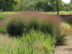 Ruten-Hirse 'Shenandoah' -Günstiges Erd Seele Geschäft ruten hirse shenandoah m059835 w 6