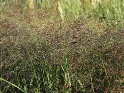 Ruten-Hirse 'Squaw' -Günstiges Erd Seele Geschäft ruten hirse squaw m084369 w 0