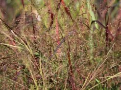 Ruten-Hirse 'Squaw' -Günstiges Erd Seele Geschäft ruten hirse squaw m084369 w 1