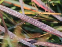 Ruten-Hirse 'Squaw' -Günstiges Erd Seele Geschäft ruten hirse squaw m084369 w 10