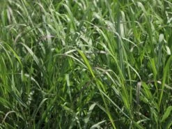 Ruten-Hirse 'Squaw' -Günstiges Erd Seele Geschäft ruten hirse squaw m084369 w 2