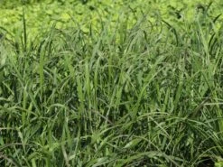 Ruten-Hirse 'Squaw' -Günstiges Erd Seele Geschäft ruten hirse squaw m084369 w 4