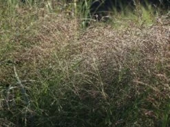 Ruten-Hirse 'Squaw' -Günstiges Erd Seele Geschäft ruten hirse squaw m084369 w 5