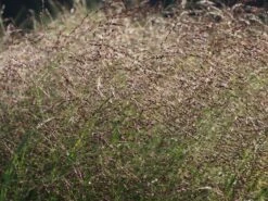 Ruten-Hirse 'Squaw' -Günstiges Erd Seele Geschäft ruten hirse squaw m084369 w 6