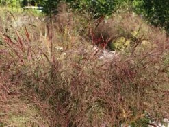 Ruten-Hirse 'Squaw' -Günstiges Erd Seele Geschäft ruten hirse squaw m084369 w 7