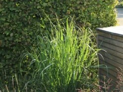 Ruten-Hirse 'Warrior' -Günstiges Erd Seele Geschäft ruten hirse warrior m044967 w 1