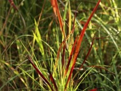 Rutenhirse 'Külsenmoor' -Günstiges Erd Seele Geschäft rutenhirse kuelsenmoor m102132 w 0