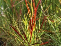 Rutenhirse 'Külsenmoor' -Günstiges Erd Seele Geschäft rutenhirse kuelsenmoor m102132 w 1