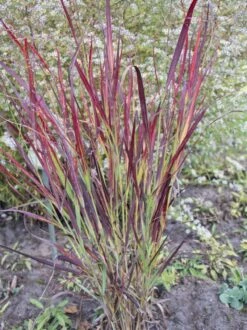 Rutenhirse 'Külsenmoor' -Günstiges Erd Seele Geschäft rutenhirse kuelsenmoor m102132 w 2