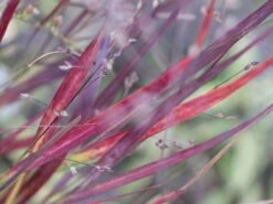 Rutenhirse 'Külsenmoor' -Günstiges Erd Seele Geschäft rutenhirse kuelsenmoor m102132 w 3