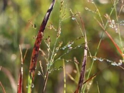 Rutenhirse 'Külsenmoor' -Günstiges Erd Seele Geschäft rutenhirse kuelsenmoor m102132 w 5