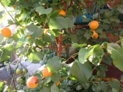 Säulen-Aprikose 'Armi-Col' -Günstiges Erd Seele Geschäft saeulen aprikose armi col m102676 658213 0