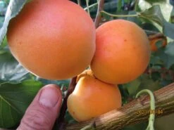 Säulen-Aprikose 'Armi-Col' -Günstiges Erd Seele Geschäft saeulen aprikose armi col m102676 658213 1