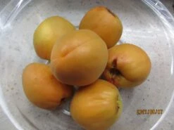 Säulen-Aprikose 'Armi-Col' -Günstiges Erd Seele Geschäft saeulen aprikose armi col m102676 658213 2