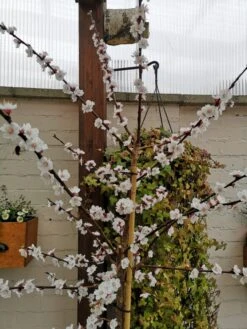 Säulen-Aprikose 'Armi-Col' -Günstiges Erd Seele Geschäft saeulen aprikose armi col m102676 758707 1