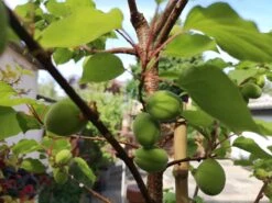 Säulen-Aprikose 'Armi-Col' -Günstiges Erd Seele Geschäft saeulen aprikose armi col m102676 758707 2