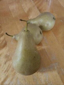 Säulen-Birne 'Condora' / 'Condo' 15 Säulen-Birne 'Condora' / 'Condo' -Günstiges Erd Seele Geschäft saeulen birne condora condo m091331 1602792 1