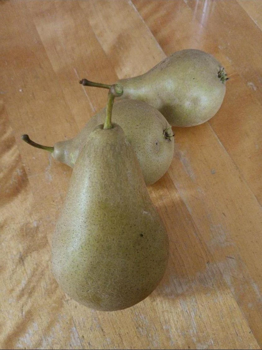 Säulen-Birne 'Condora' / 'Condo' 9 Säulen-Birne 'Condora' / 'Condo' – Bild 7